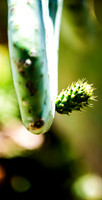Small Wonders