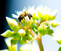 Rose Hills Columnbarium-325