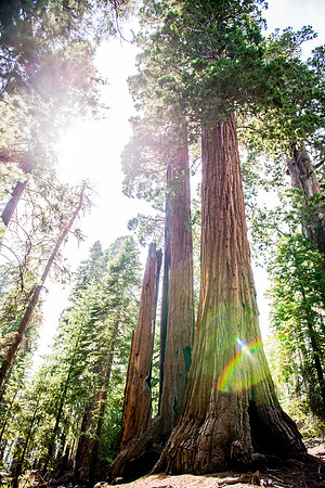 Sequoia 2020 (34 of 52)