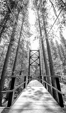 Sequoia 2020 (22 of 52)