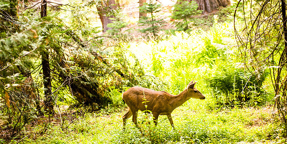 Sequoia 2020 (35 of 52)