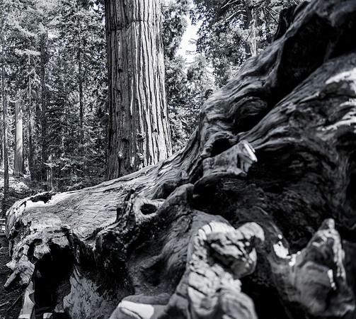 Sequoia 2020 (32 of 52)