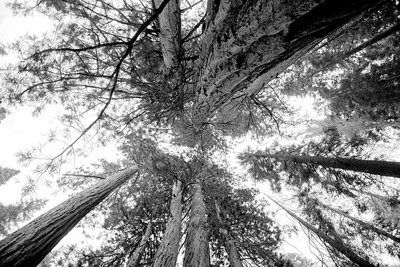 Sequoia 2020 (37 of 52)