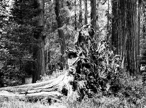 Sequoia 2020 (38 of 52)