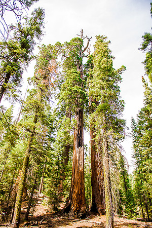 Sequoia 2020 (33 of 52)