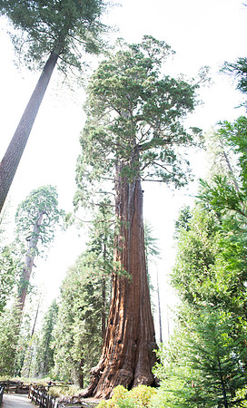 Sequoia 2020 (31 of 52)