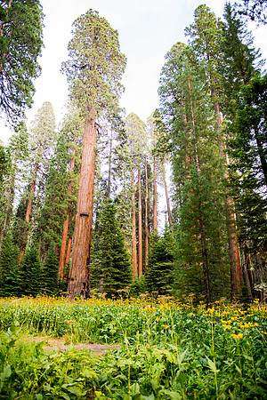Sequoia 2020 (39 of 52)