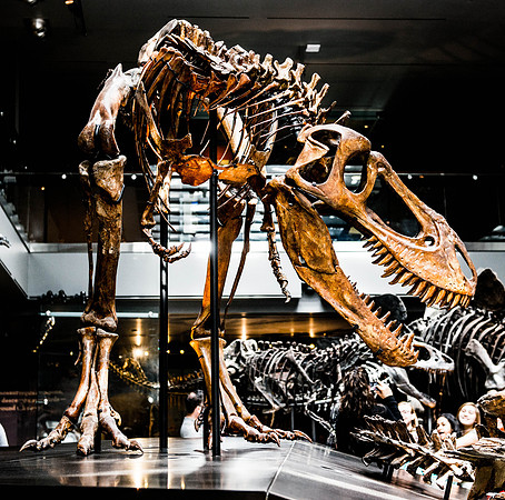 Natural History Museum (12 of 30)