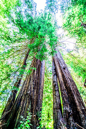 SF July 2014 (21 of 29)