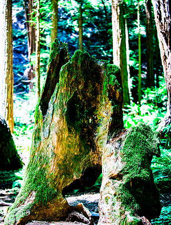 SF July 2014 (22 of 29)